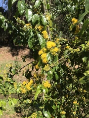 Azara serrata
