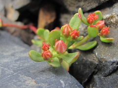 Phedimus stevenianus