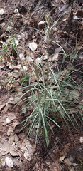 Pseudognaphalium attenuatum