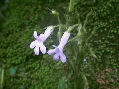 Streptocarpus pusillus