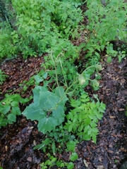 Roldana sessilifolia