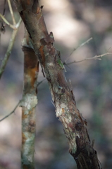 Crataegus spathulata