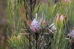 Leucadendron album