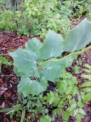 Roldana sessilifolia