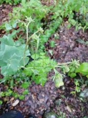 Roldana sessilifolia