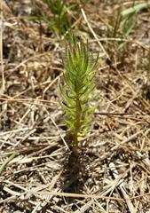 Diastella proteoides