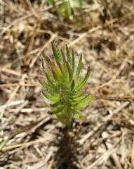 Diastella proteoides