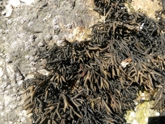 Pelvetia canaliculata