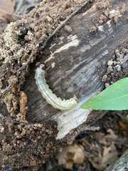 Scolecocampa
