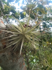 Tillandsia gardneri
