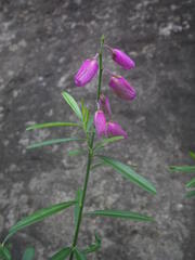 Polygala virgata virgata