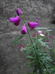 Polygala virgata virgata