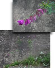 Polygala virgata virgata