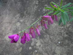 Polygala virgata virgata