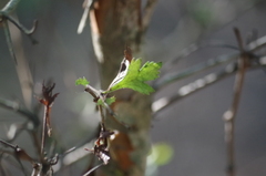 Crataegus spathulata