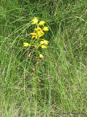 Eulophia odontoglossa