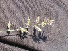 Eragrostis nindensis