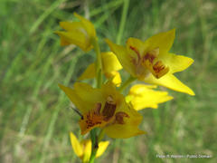 Eulophia odontoglossa