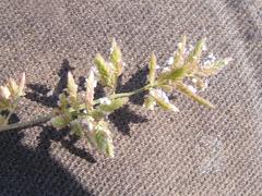 Eragrostis nindensis