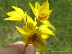 Eulophia odontoglossa