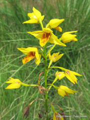 Eulophia odontoglossa