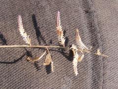 Eragrostis nindensis