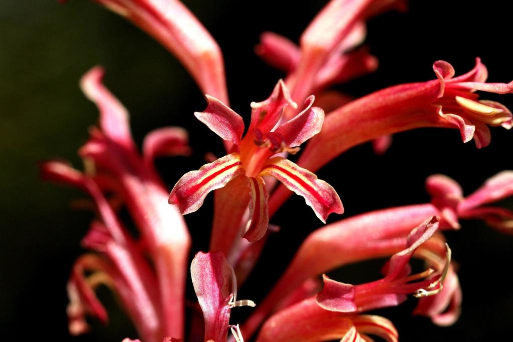 Snakeflowers