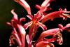 Snakeflowers - Photo (c) Brian du Preez, some rights reserved (CC BY-SA), uploaded by Brian du Preez