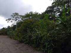 Miconia longifolia