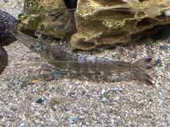 Penaeus