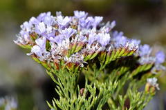 Limonium scabrum scabrum