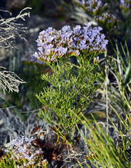 Limonium scabrum scabrum
