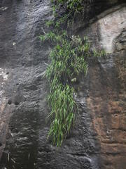 Xerophyta longicaulis