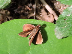 Synapte pecta
