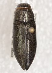 Spectralia robusta