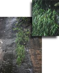 Xerophyta longicaulis