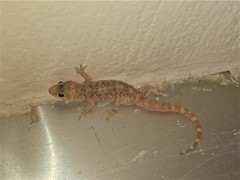 Hemidactylus turcicus