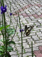 Papilio demoleus malayanus