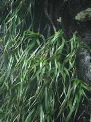 Xerophyta longicaulis