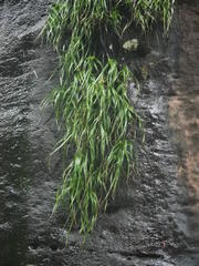 Xerophyta longicaulis