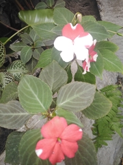Impatiens walleriana