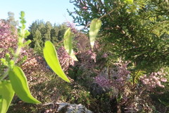 Dioscorea burchellii