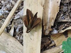 Synapte pecta