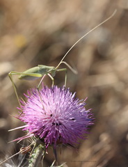 Acrometopa macropoda