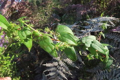 Dioscorea burchellii