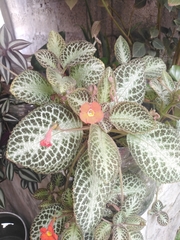 Episcia