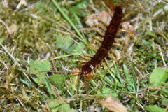 Eupolybothrus grossipes