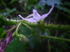 Solanum aculeatissimum