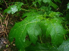 Solanum aculeatissimum