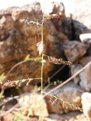 Urochloa deflexa